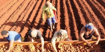 Sin contratiempos la siembra de frío