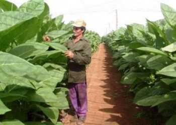 La Empresa de Acopio y Beneficio Lázaro Peña, en plena campaña tabacalera, mantiene en labores agrícolas a los más de 100 trabajadores que conforman la plantilla de la escogida