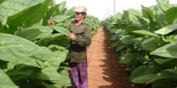 La Empresa de Acopio y Beneficio Lázaro Peña, en plena campaña tabacalera, mantiene en labores agrícolas a los más de 100 trabajadores que conforman la plantilla de la escogida
