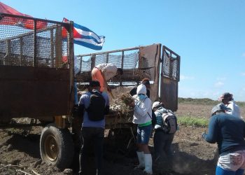 Jóvenes apoyan la siembra de caña en San Cristóbal
