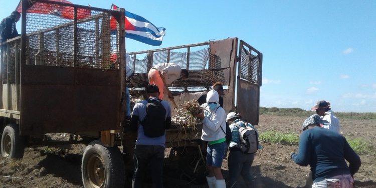 Jóvenes apoyan la siembra de caña en San Cristóbal