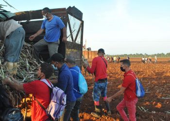 Sembraron diez hectáreas de caña, entre las más de 100 previstas en esa UBPC para esta campaña / Fotos: Humberto Lister