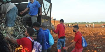 Sembraron diez hectáreas de caña, entre las más de 100 previstas en esa UBPC para esta campaña / Fotos: Humberto Lister