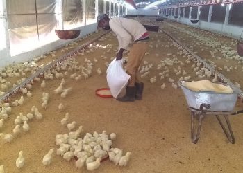 Emprenden la ceba de pollos mediante el concurso de capital foráneo