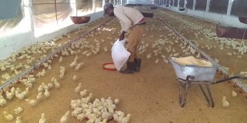 Emprenden la ceba de pollos mediante el concurso de capital foráneo