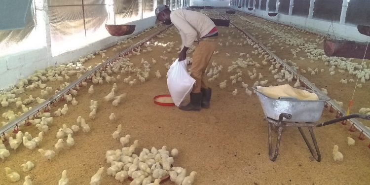 Emprenden la ceba de pollos mediante el concurso de capital foráneo