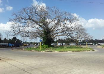 La ceiba en abril de 2022