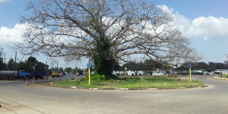 La ceiba en abril de 2022