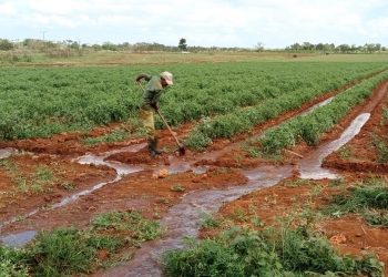 Buen aprovechamiento del suelo en áreas de la finca San Ramón, de la CCS Niceto Pérez