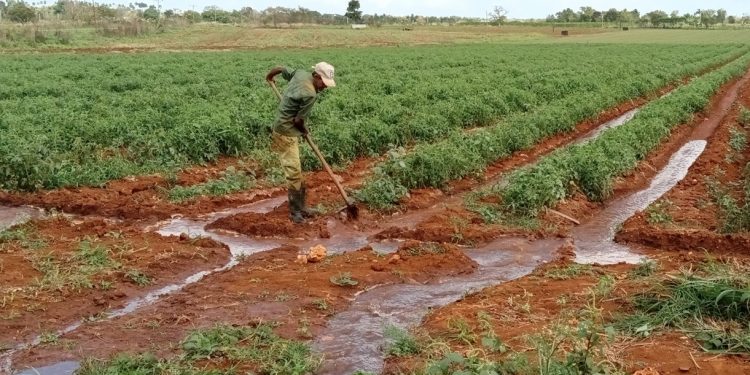 Buen aprovechamiento del suelo en áreas de la finca San Ramón, de la CCS Niceto Pérez