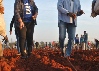 Jóvenes artemiseños celebran aniversario de la UJC desde el surco