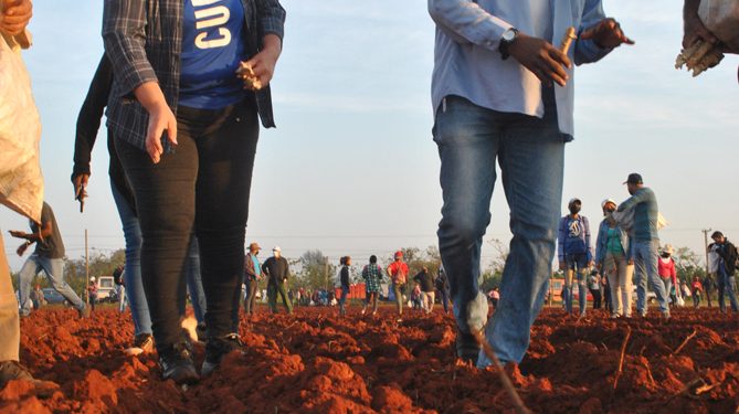 Jóvenes artemiseños celebran aniversario de la UJC desde el surco