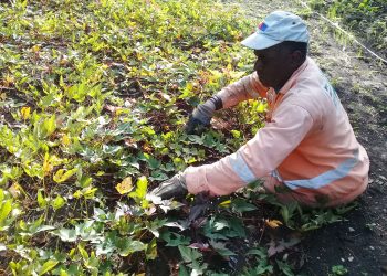 Para Luisito no existen limitantes que le impidan trabajar la tierra