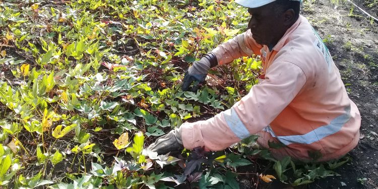 Para Luisito no existen limitantes que le impidan trabajar la tierra