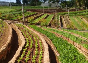 Juntar ciencia y tierra por una agricultura sostenible