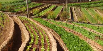 Juntar ciencia y tierra por una agricultura sostenible