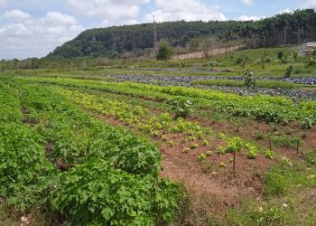 Finca-Bugambiali-Caimito-1