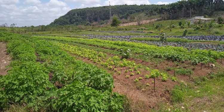 Finca-Bugambiali-Caimito-1