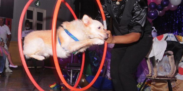 Brayan Pérez López, el mago de los animales