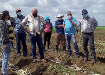 Llaman a agilizar aplicación de política azucarera en Artemisa
