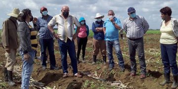 Llaman a agilizar aplicación de política azucarera en Artemisa