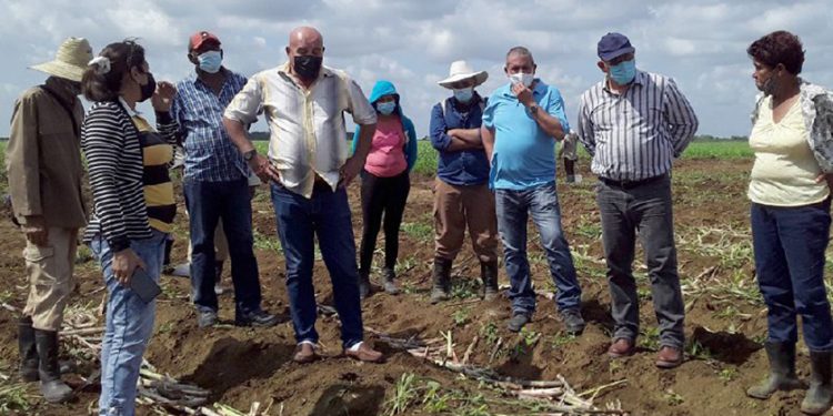 Llaman a agilizar aplicación de política azucarera en Artemisa