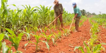 Campesinos cubanos / Foto: Otoniel Márquez