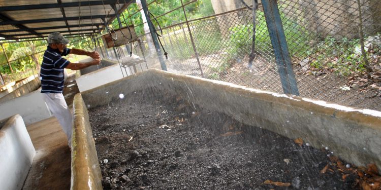 Con dos plantas más como esa, cubrirían el 100% de las áreas cultivadas de la UBPC