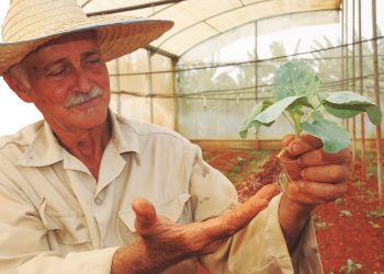 En La Ernestina producen tres variedades de berenjena, dos de ají cachucha y varias de tomate / Fotos: Otoniel Márquez