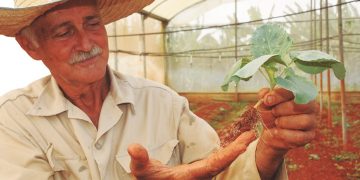 En La Ernestina producen tres variedades de berenjena, dos de ají cachucha y varias de tomate / Fotos: Otoniel Márquez