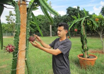 Con la plantación de 2 640 metros cuadrados, la pitahaya se establece en Artemisa, aseguró Reiniel Vallester Cruzata