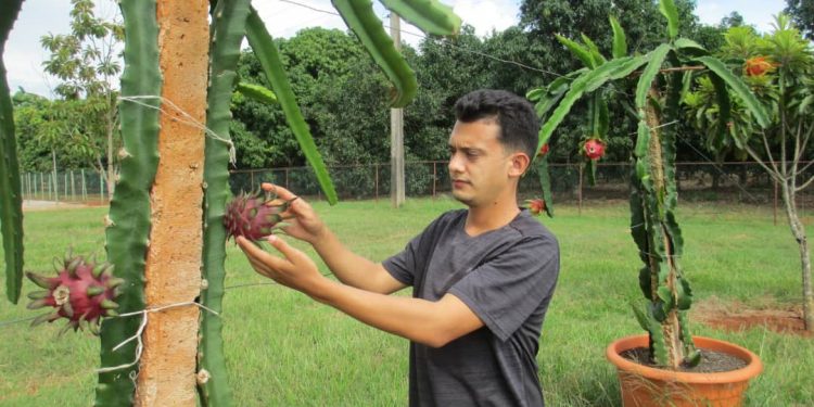 Con la plantación de 2 640 metros cuadrados, la pitahaya se establece en Artemisa, aseguró Reiniel Vallester Cruzata