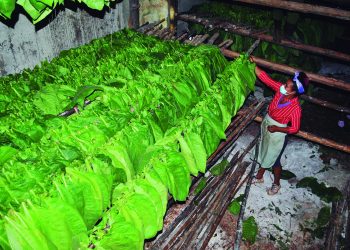 La CPA Niceto Pérez logró 18% de capa para exportación y utilidades equivalentes a 200 000 MLC