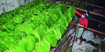 La CPA Niceto Pérez logró 18% de capa para exportación y utilidades equivalentes a 200 000 MLC