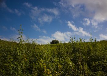 Con el proyecto de ley se pretende establecer el marco institucional para la protección del medio ambiente y asegurar la conservación, protección y uso racional de los recursos naturales. Foto: Deny Extremera San Martín/ Cubadebate.