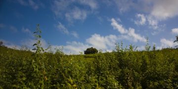 Con el proyecto de ley se pretende establecer el marco institucional para la protección del medio ambiente y asegurar la conservación, protección y uso racional de los recursos naturales. Foto: Deny Extremera San Martín/ Cubadebate.