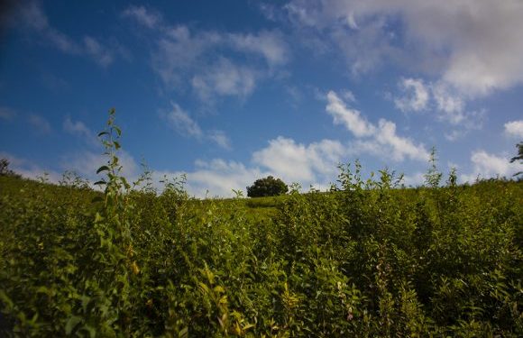 Con el proyecto de ley se pretende establecer el marco institucional para la protección del medio ambiente y asegurar la conservación, protección y uso racional de los recursos naturales. Foto: Deny Extremera San Martín/ Cubadebate.