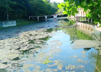 Vista del río, desde La Quintica, a ocho meses de limpiar el área