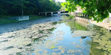 Vista del río, desde La Quintica, a ocho meses de limpiar el área