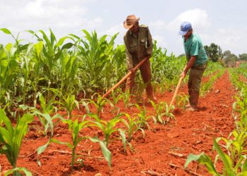 Primeros pasos para el fomento agrícola