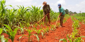 Fomento agrícola en Artemisa