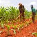 Fomento agrícola en Artemisa