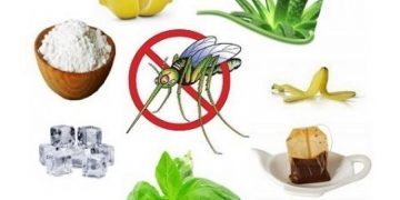 Pon en práctica: Repelentes naturales