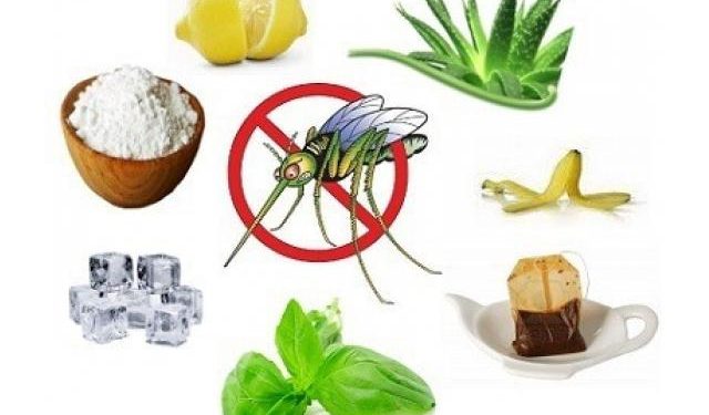 Pon en práctica: Repelentes naturales