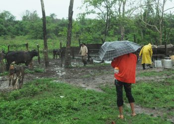 Los campesinos toman precauciones para poner a buen resguardo a los animales / Foto: Otoniel Márquez
