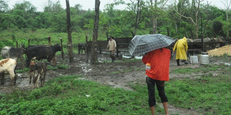 Los campesinos toman precauciones para poner a buen resguardo a los animales / Foto: Otoniel Márquez