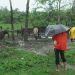 Los campesinos toman precauciones para poner a buen resguardo a los animales / Foto: Otoniel Márquez