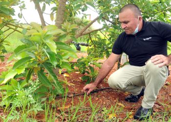 UCTB experimentación de campo Pulido, en Alquízar/ Foto: Otoniel Márquez