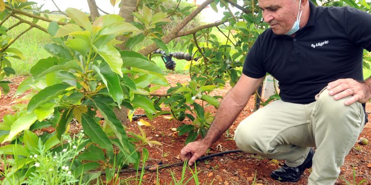 UCTB experimentación de campo Pulido, en Alquízar/ Foto: Otoniel Márquez