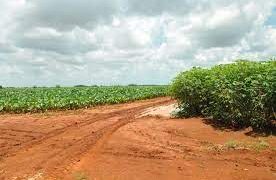 Los estragos a las plantaciones apuntan a la saturación de los suelos